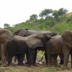 elephants at KAKUM NATIONAL PARK