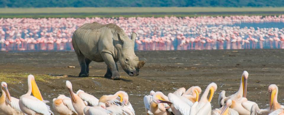 nakuru national park