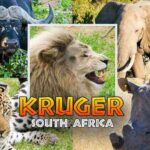 Kruger National Park big five