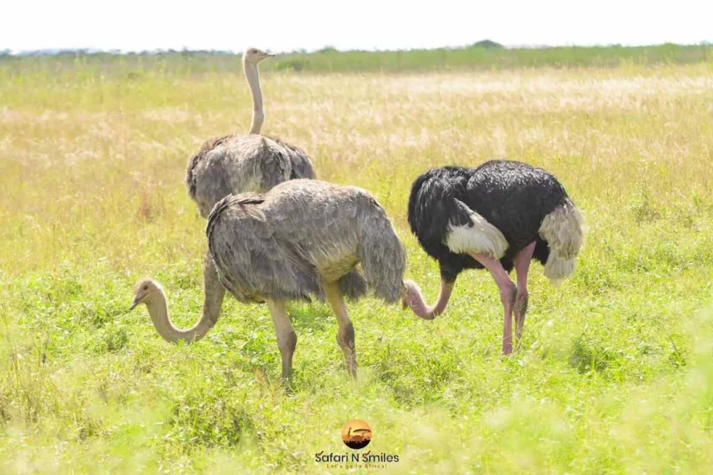 nairobi national park ostrich