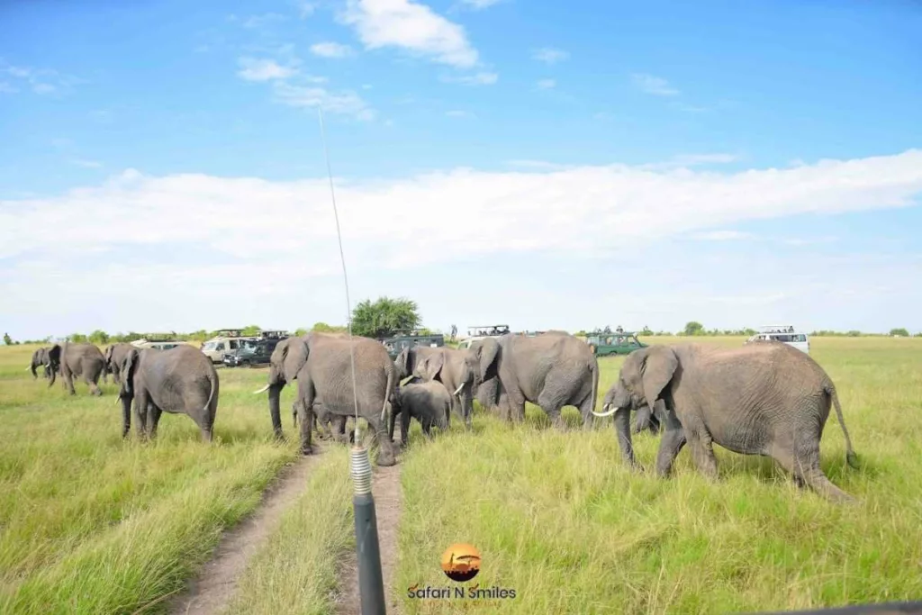 elephnants at Maasai mara