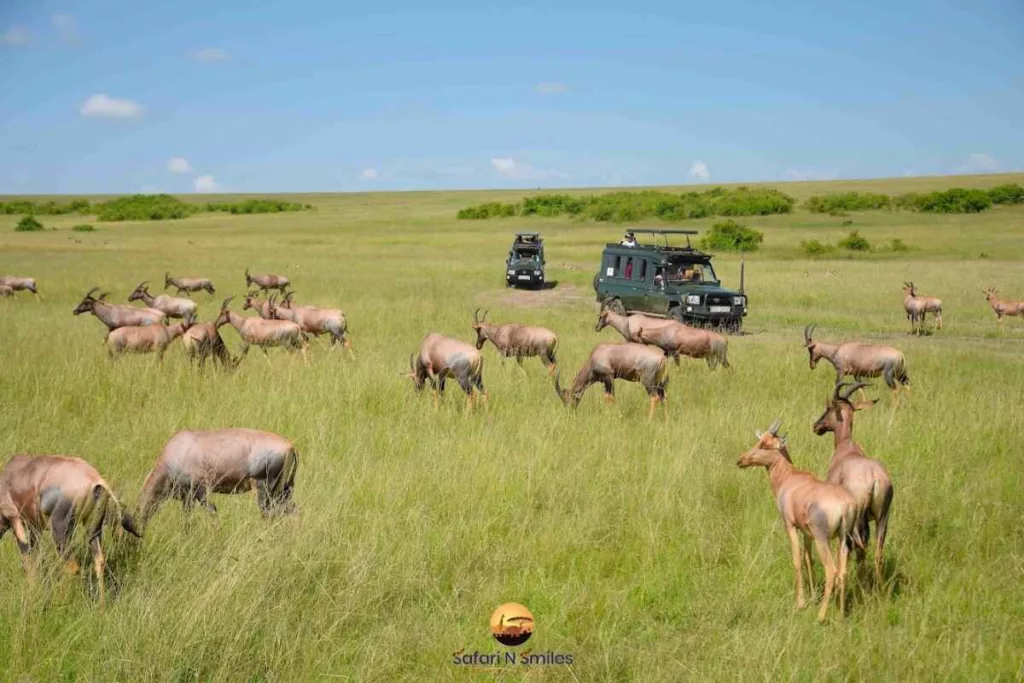 Maasai mara