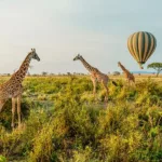 balloon safari