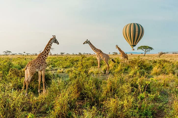 balloon safari