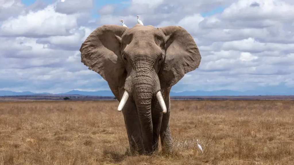 elephant.