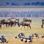 lake Nakuru