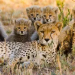 serengeti-cheetah-Cubs