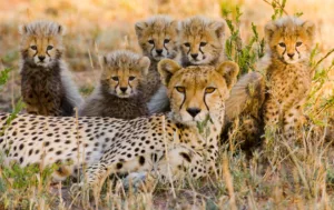 serengeti-cheetah-Cubs