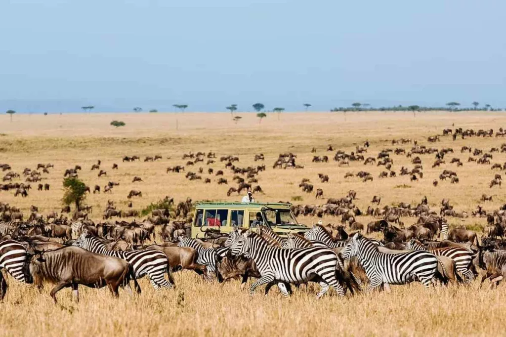 mara wildebeest migration