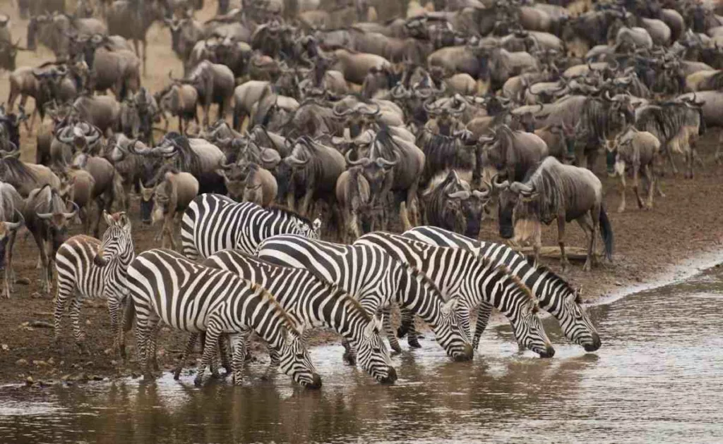 mara wildebeest migration